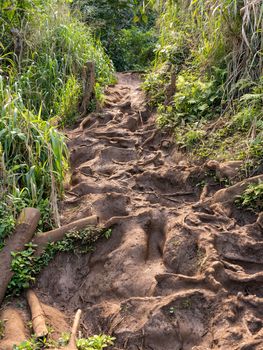 Very slippery and muddy pathway from Princeville to Queens Bath on coast of Kauai in Hawaii