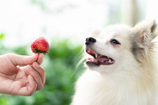 Closeup cute pomeranian dog looking red strawberry in hand with happy moment, selective focus