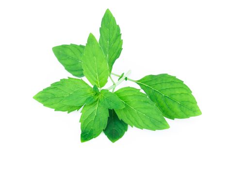 Closeup fresh mint isolated on white background, herb and medical concept, selective focus