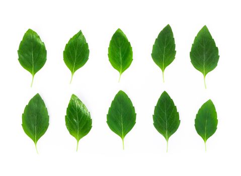 Closeup set of  fresh mint leaf isolated on white background, herb and medical concept, selective focus