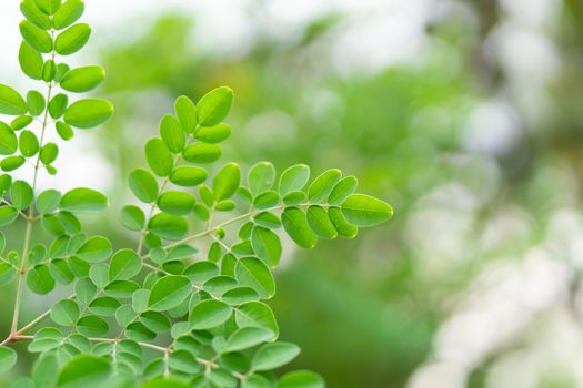 Closeup young moringa leaves branch, herb and medical concept