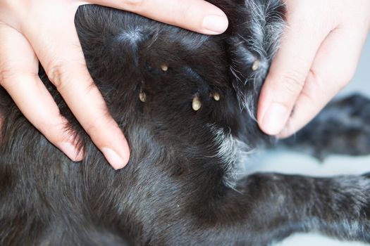 Closeup hand showing big tick parasite on a dog skin, selective focus