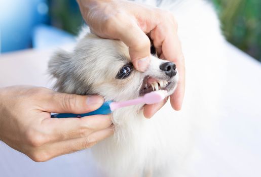 Closeup cleaning dog's teeth with toothbrush for pet health care concept, selective focus