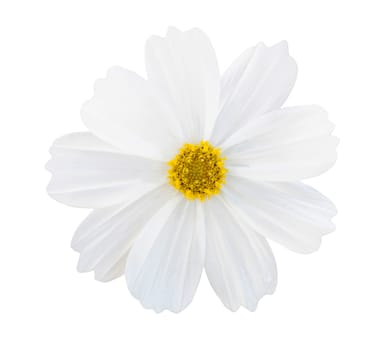 White Cosmos flower isolated on white background