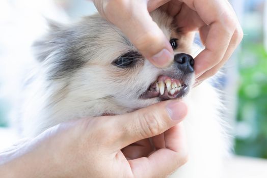 Closeup teeth of pomeranian dog with tartar, pet health care concept, selective focus