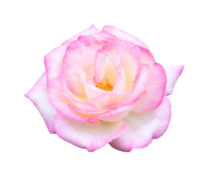 Beautiful sweet white mix pink rose flower isolated on white background, love and romantic concept