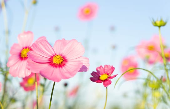 Closeup beautiful pink cosmos flower with blue sky background, selective focus