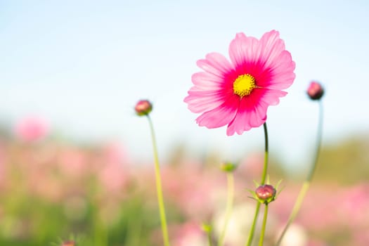 Closeup beautiful pink cosmos flower in the field with sunlight at morning, selective focus