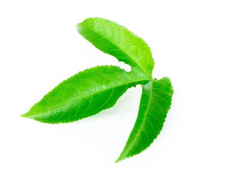 Green passion fruit leaves isolated on white background