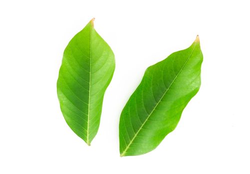 Green leaf isolated on white background