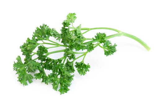 Parsley vegetable isolated on white background