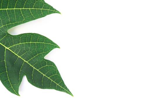 Closeup green papaya leaf isolated on white background