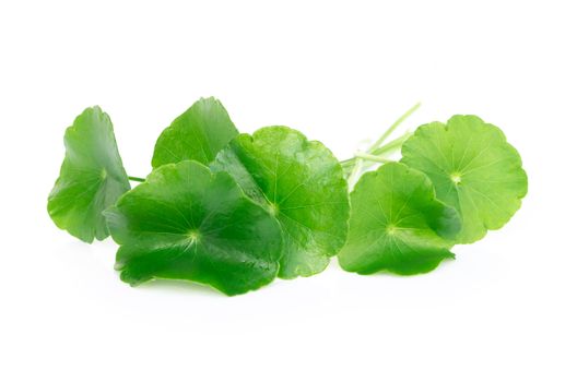 Closeup leaf of Gotu kola, Asiatic pennywort, Indian pennywort on white background, herb and medical concept