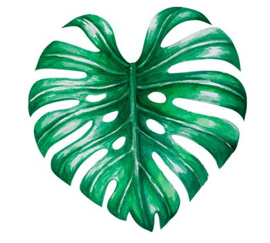 Green monstera tropical leaves watercolor illustration, isolated on white background