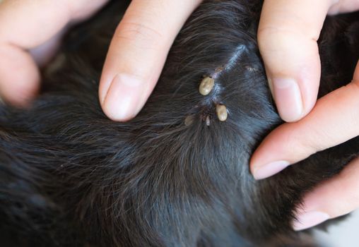 Closeup hand showing big tick parasite on a dog skin, selective focus