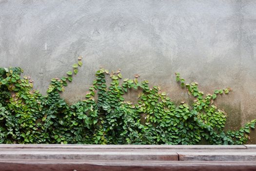 Green leaf on brick wall, stock photo