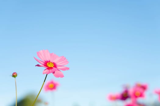 Closeup beautiful pink cosmos flower with blue sky background, selective focus