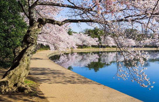 Cherry blossoms overhang the Tidal Basin in Washington DC during Cherry Blossom Festival