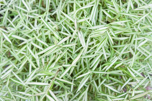 Green leaves background in garden, stock photo