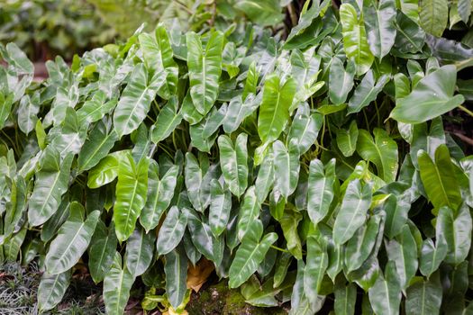 Green leaves background in garden, stock photo