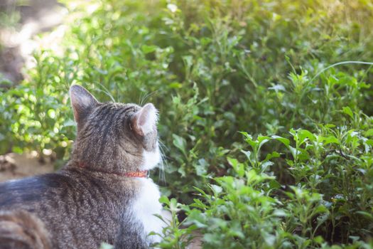 Thai cat chill in garden home, stock photo