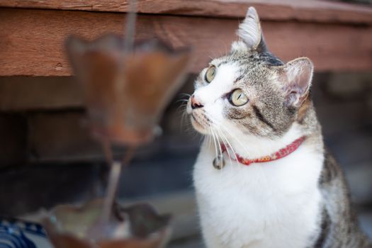 Thai cat chill in garden home, stock photo