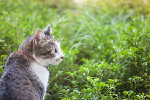 Thai cat chill in garden home, stock photo