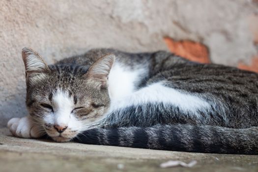 Thai cat sleeping in garden home, stock photo