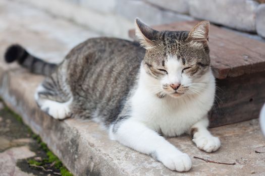 Thai cat sleeping in garden home, stock photo