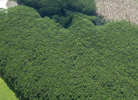 Aerial view of heavily wooded landscape of hawaiian island of Kauai from helicopter flight