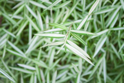 Green leaves background in garden, stock photo