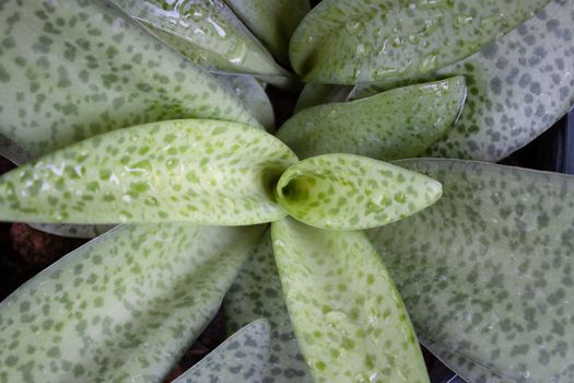 Green leaves background in garden, stock photo