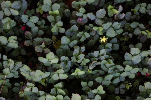 Green leaves background in garden, stock photo