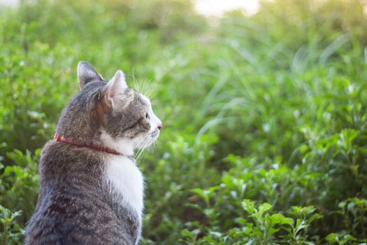 Thai cat chill in garden home, stock photo