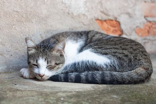 Thai cat sleeping in garden home, stock photo