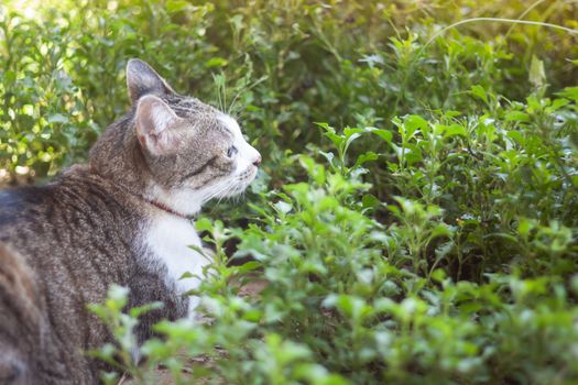 Thai cat chill in garden home, stock photo