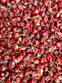 Red color Habanero capsicum kept for drying in the summer season