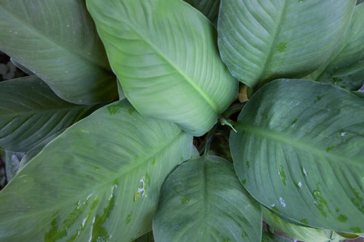 Green leaves background in garden, stock photo