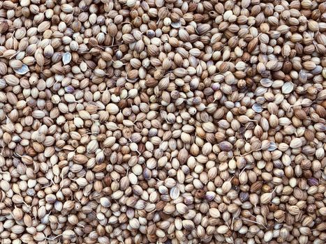 Coriander seeds kept in abundance in the sunlight before household usage