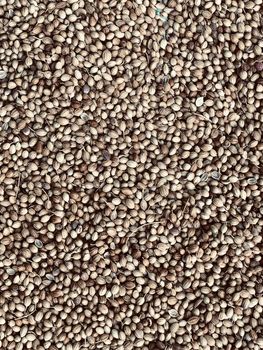 Coriander seeds kept in abundance in the sunlight before household usage