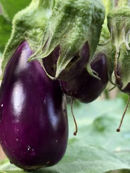 Beautiful view of Brinjal vegetable grown in the egg plant at home garden during the summer season