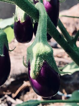 Beautiful view of Brinjal vegetable grown in the egg plant at home garden during the summer season