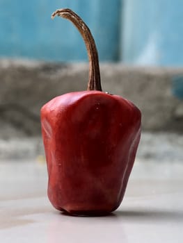Closeup view of isolated habanero capsicum
