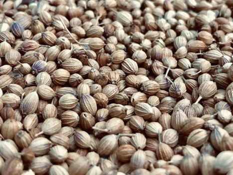 Coriander seeds kept in abundance in the sunlight before household usage