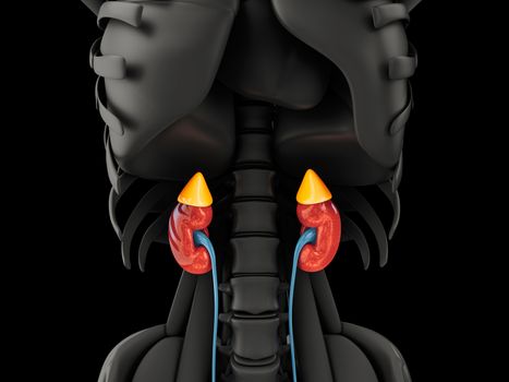 3d illustration of the kidney. Science medical educational material, clipping path included.