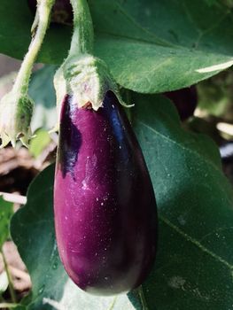Beautiful view of Brinjal vegetable grown in the egg plant at home garden during the summer season
