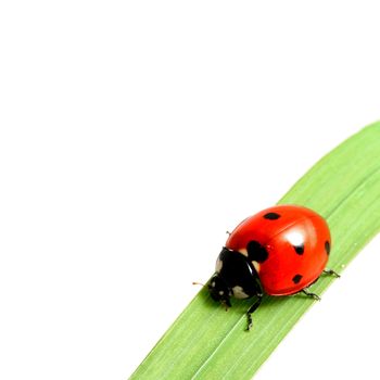 ladybug on grass isolated on white background macro