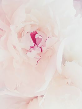 Pink peony flower as abstract floral background for holiday branding design