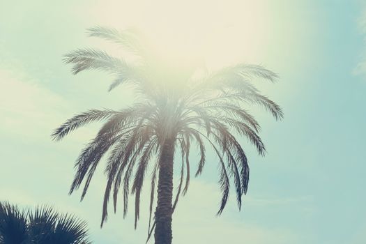 Tropical palm tree leaves in hot summer day as vintage background, nature and travel concept