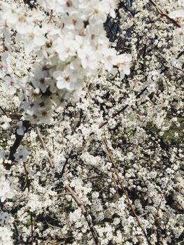 Blooming apple tree flowers in spring as floral background, nature and agriculture